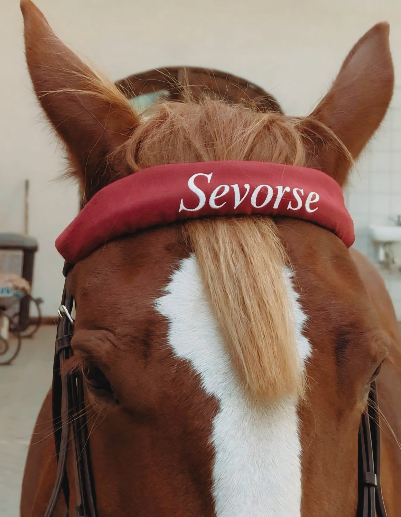 Majestic horse portrait